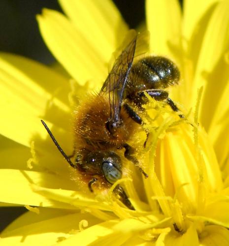 Réf. 278 038 : Osmia sp.